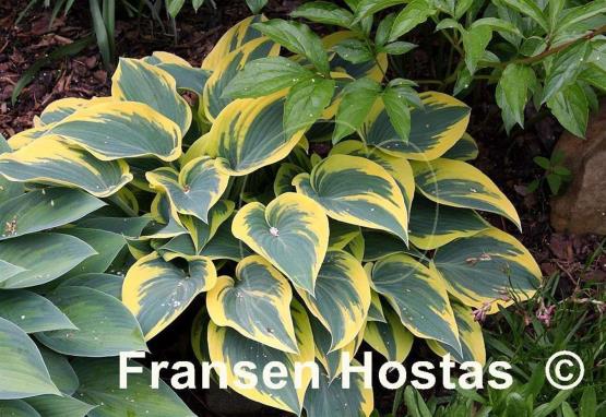 Hosta First Frost